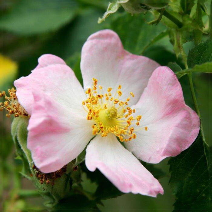 Plana sipkova ruze.jpg